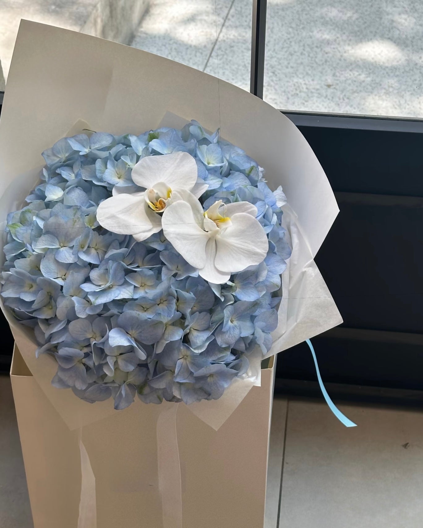 Hydrangea x Orchid