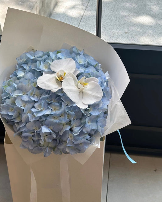 Hydrangea x Orchid