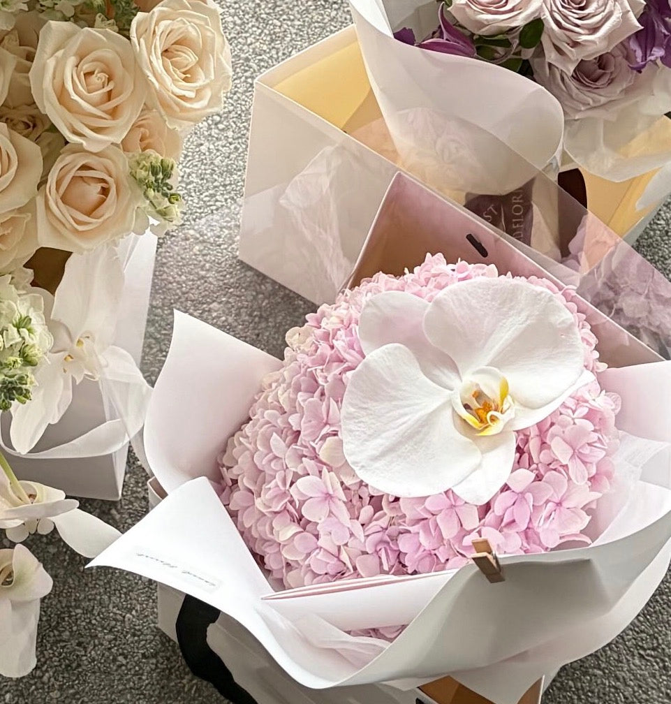 Hydrangea x Orchid