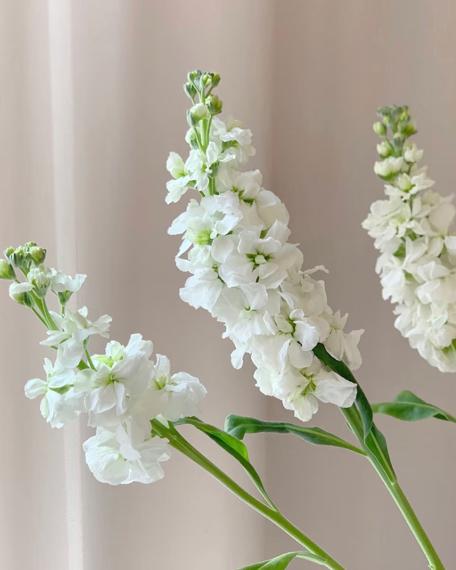 White Matthiola