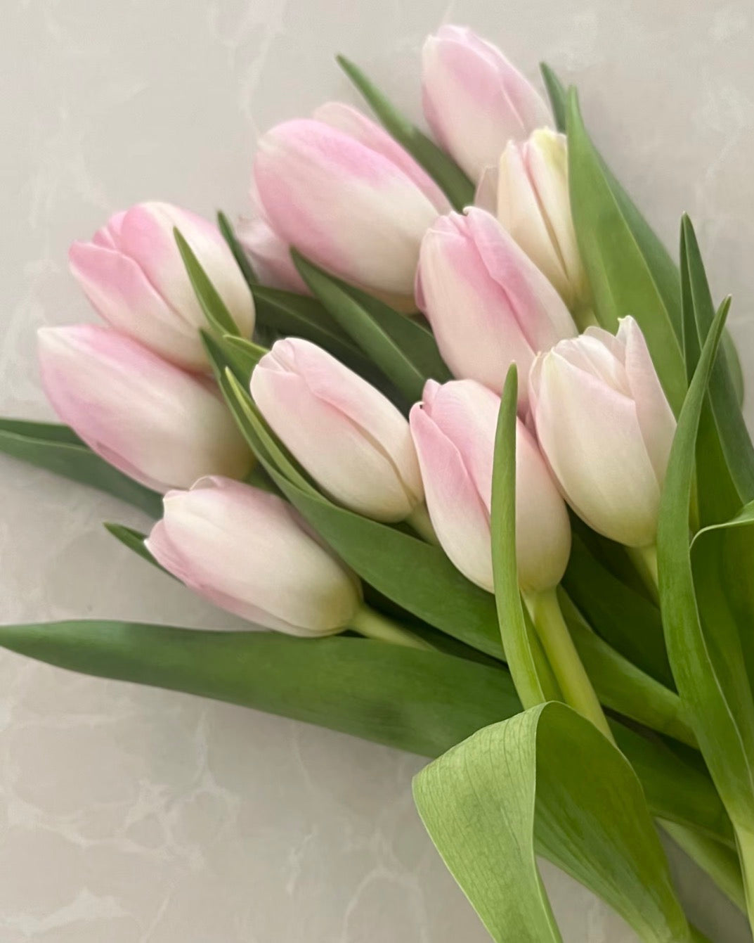 Pink Holland Tulips